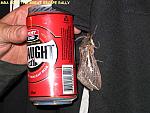 IMG 0393 9 5